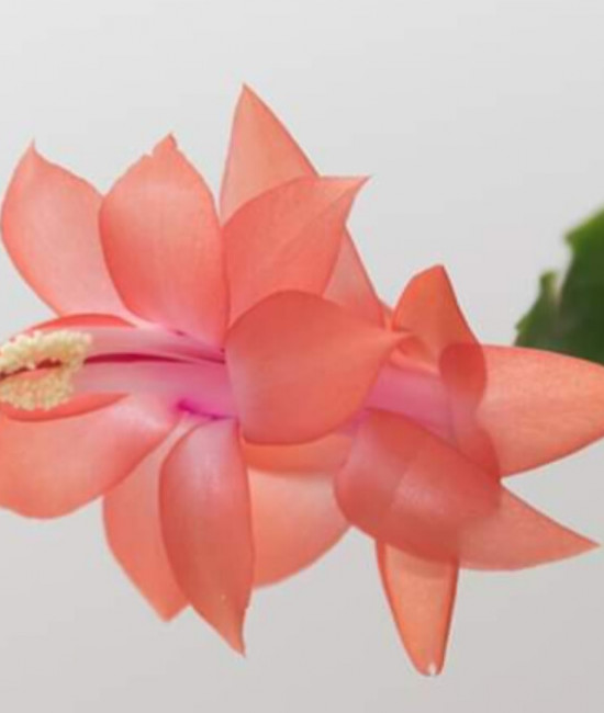 Schlumbergera  Leonardo Da Vinci