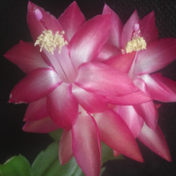 Schlumbergera Big Faire