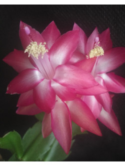 Schlumbergera Big Faire
