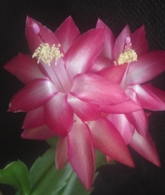 Schlumbergera Big Faire