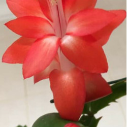 Schlumbergera Ara Brasil