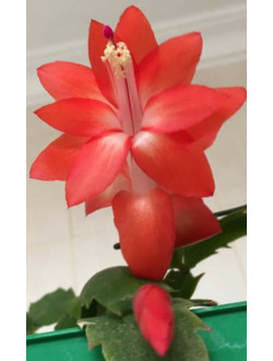 Schlumbergera Ara Brasil