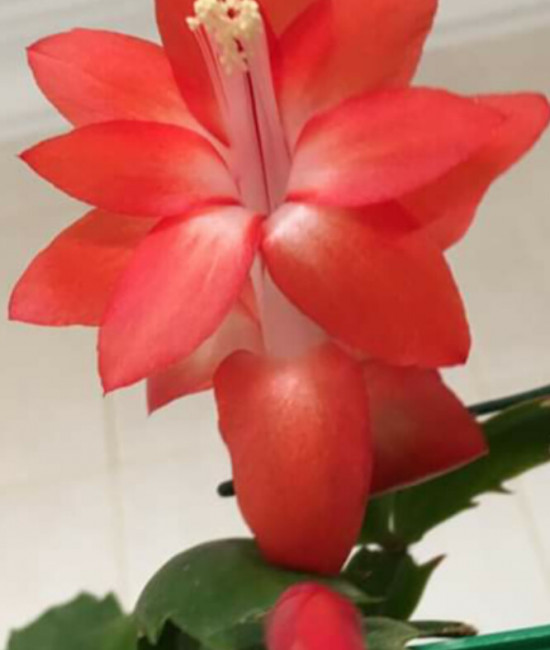 Schlumbergera Ara Brasil