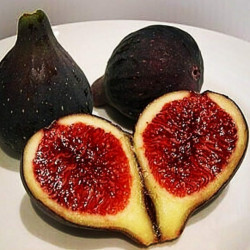 Ficus carica ( L. ) - Fíkovník smokvoň - červený