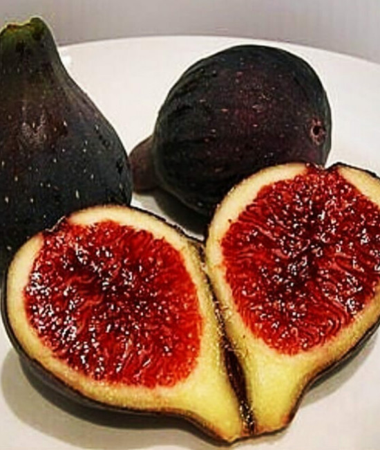 Ficus carica ( L. ) - Fíkovník smokvoň - červený
