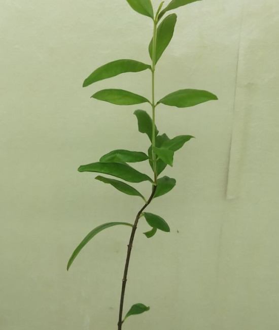 Punica Granatum Toyosho