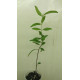 Punica Granatum Toyosho