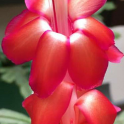 Schlumbergera Bahia  Brasil 