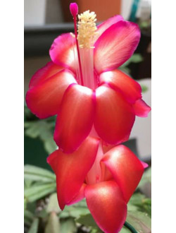 Schlumbergera Bahia  Brasil 