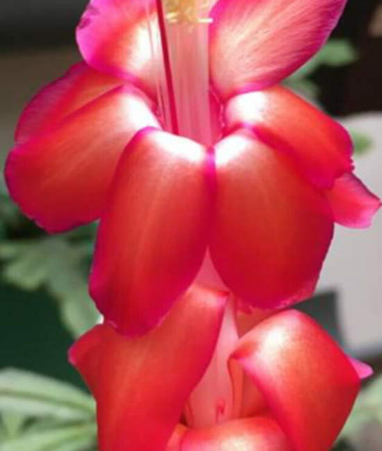 Schlumbergera Bahia  Brasil 