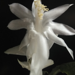 Schlumbergera Angel Dance