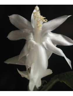 Schlumbergera Angel Dance