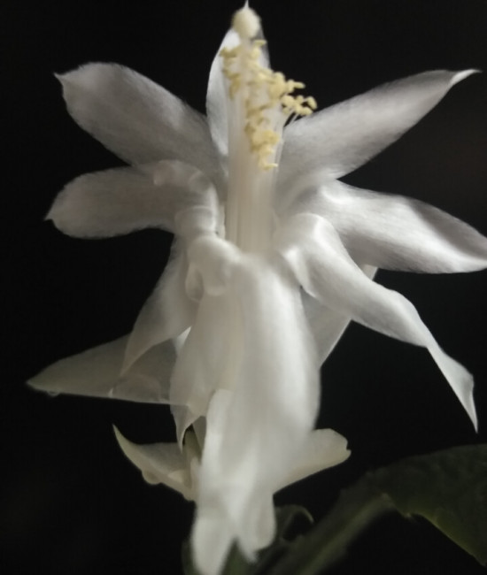 Schlumbergera Angel Dance