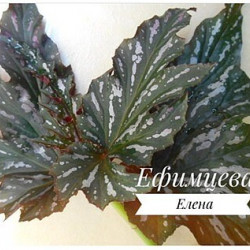 Begonia SOPHIE CECILE