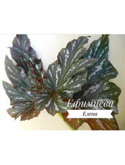 Begonia SOPHIE CECILE