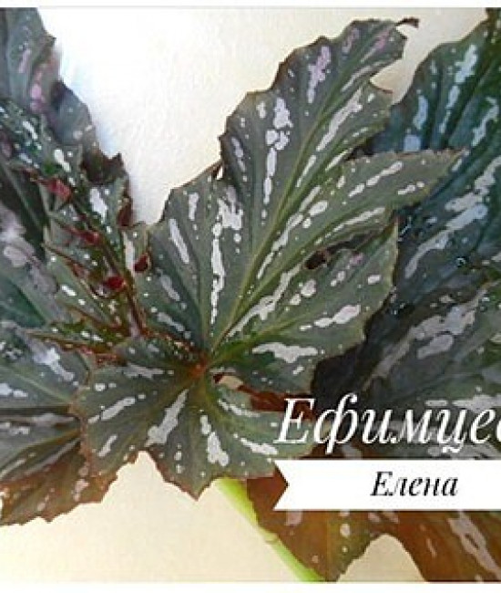 Begonia SOPHIE CECILE