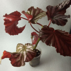 Begonia  'Down Home'