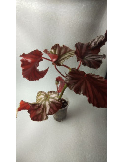 Begonia  'Down Home'
