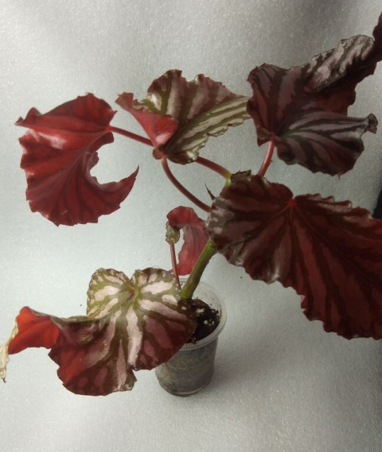 Begonia  'Down Home'