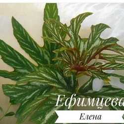 Begonia aconitifolia(T42)-SP