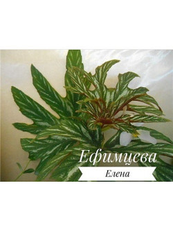 Begonia aconitifolia(T42)-SP