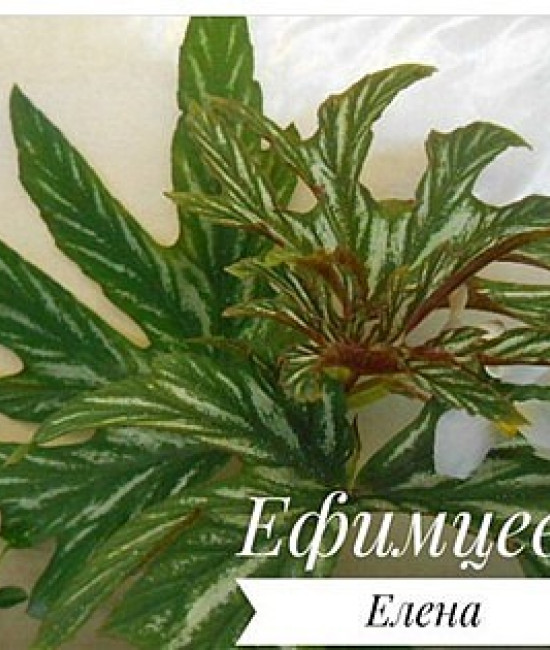 Begonia aconitifolia(T42)-SP