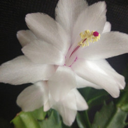 Schlumbergera Sao Paolo Brasil