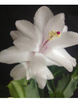 Schlumbergera Sao Paolo Brasil