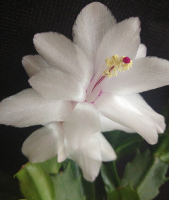 Schlumbergera Sao Paolo Brasil