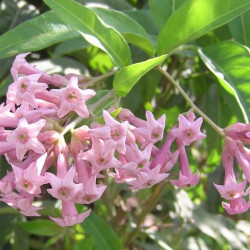 CESTRUM PARQUII CRETIAN PURPL