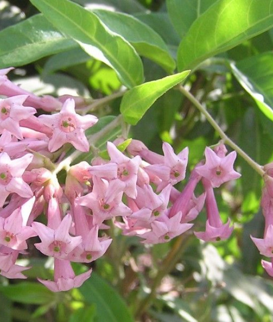 CESTRUM PARQUII CRETIAN PURPL
