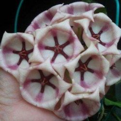 Hoya Archboldiana