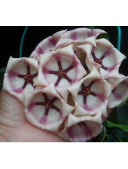 Hoya Archboldiana