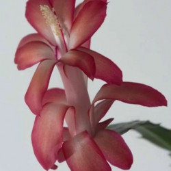 Schlumbergera Tricolor