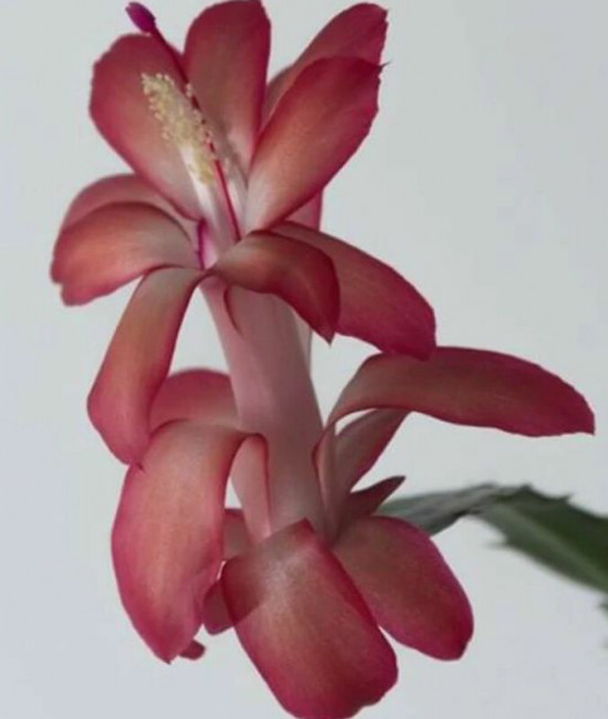 Schlumbergera Tricolor