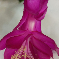 Schlumbergera Tango Dancer