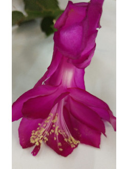 Schlumbergera Tango Dancer