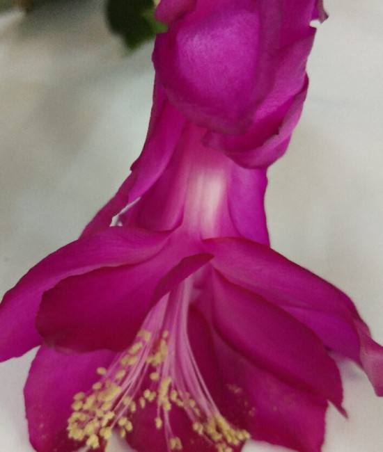 Schlumbergera Tango Dancer