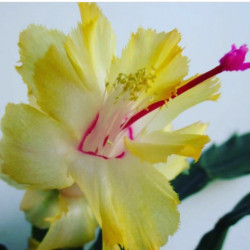Schlumbergera Chelsea 