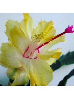 Schlumbergera Chelsea 