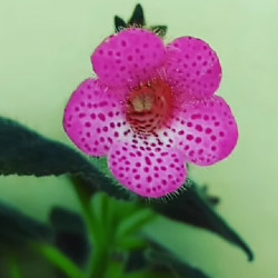Kohléria Pink Shandous