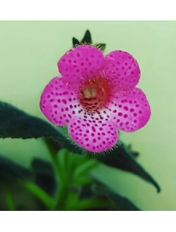 Kohléria Pink Shandous