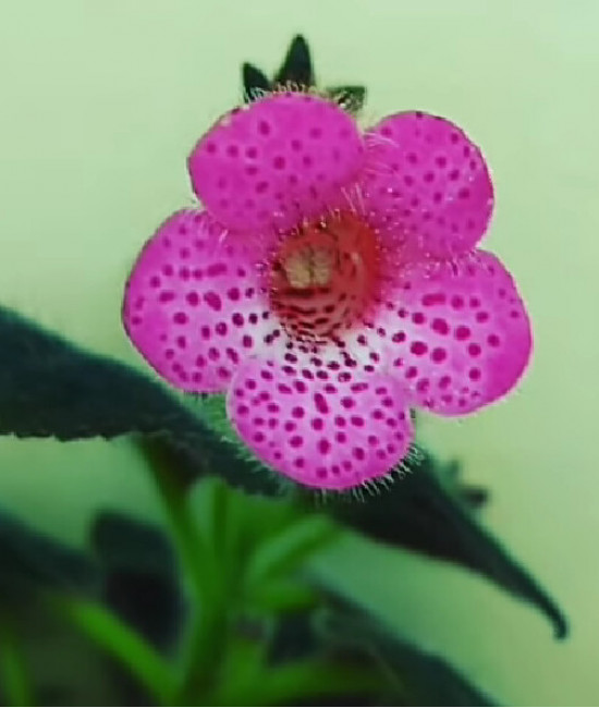 Kohléria Pink Shandous