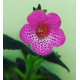 Kohléria Pink Shandous