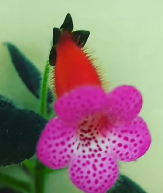 Kohléria Pink Shandous