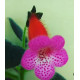 Kohléria Pink Shandous