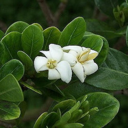 Gardenia taitensis Mini-Dwarf Tiare Gardenia