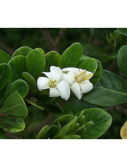 Gardenia taitensis Mini-Dwarf Tiare Gardenia