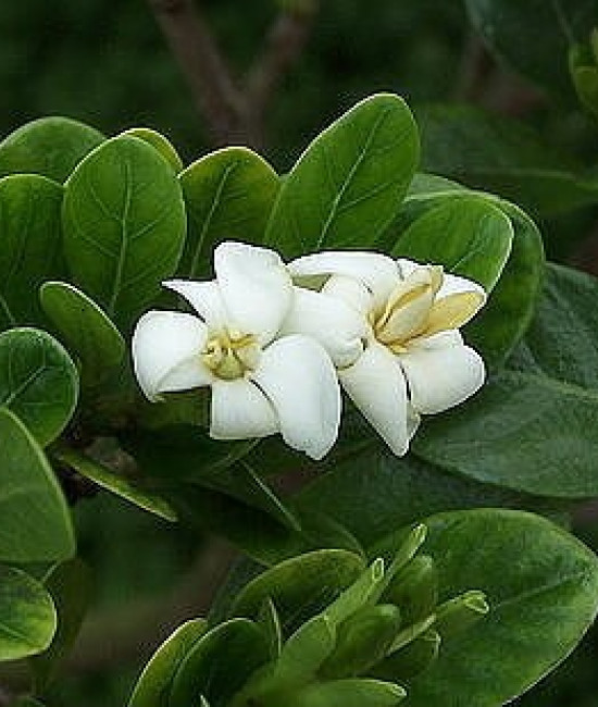 Gardenia taitensis Mini-Dwarf Tiare Gardenia