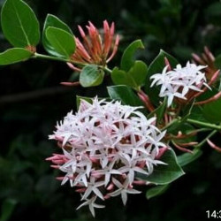 Carissa edulis 